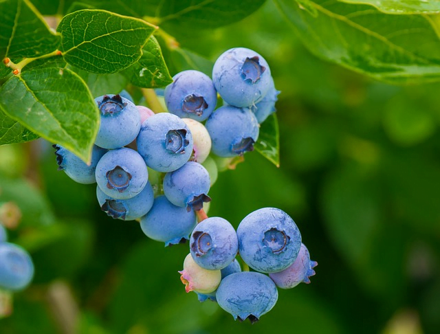 blueberries, fruits, berries
