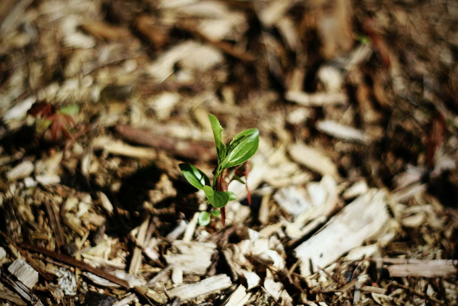 borówka amerykańska wyrastająca z dobrze zakwaszonej ziemi korą sosnową